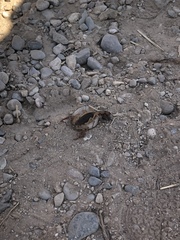 Centruroides edwardsii