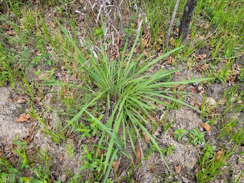 Paspalum robustum