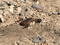 Centruroides edwardsii