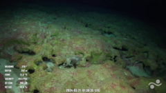 Sala Y Gomez Boarfish photo 1