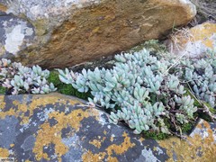 Oscularia caulescens