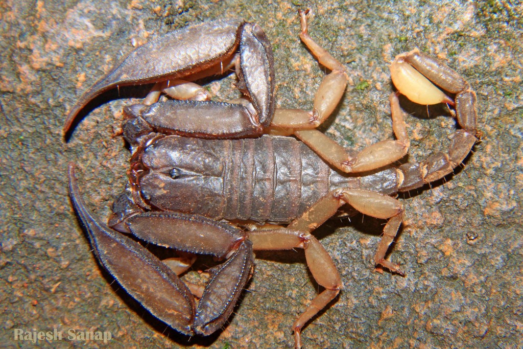 Scorpiops maharashtraensis from Maharashtra, India on August 14, 2013 ...