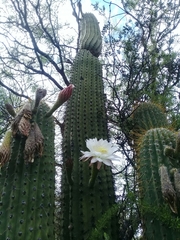 Trichocereus terscheckii