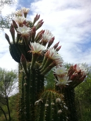 Trichocereus terscheckii