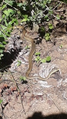 Psammophis brevirostris