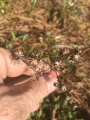 Sericocarpus asteroides