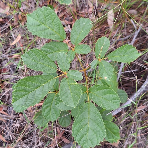Image of Handroanthus chrysotrichus by (c) Greg Tasney, some rights reserved (CC BY-SA)