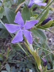 Vinca herbacea