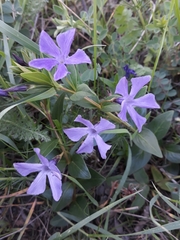 Vinca herbacea