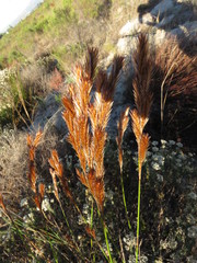 Thamnochortus punctatus