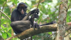 White-Fronted Spider Monkey photo 5