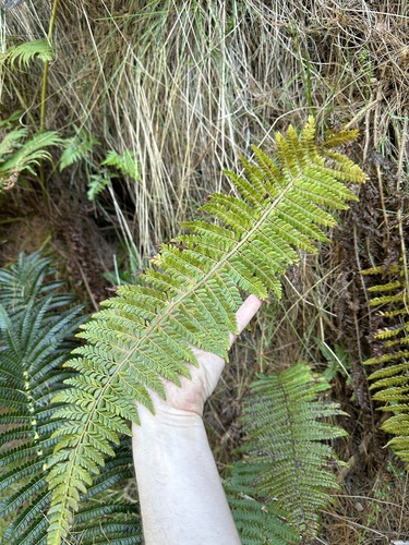 Polystichum bonseyi observed 2024-03-20
