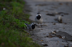 Motacilla alba