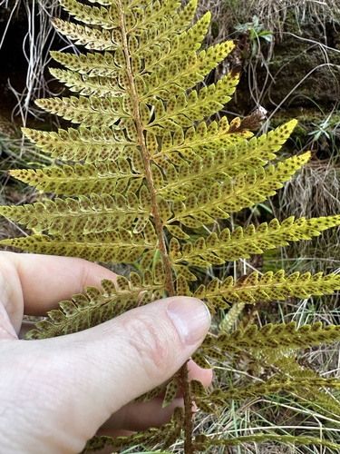 Polystichum bonseyi