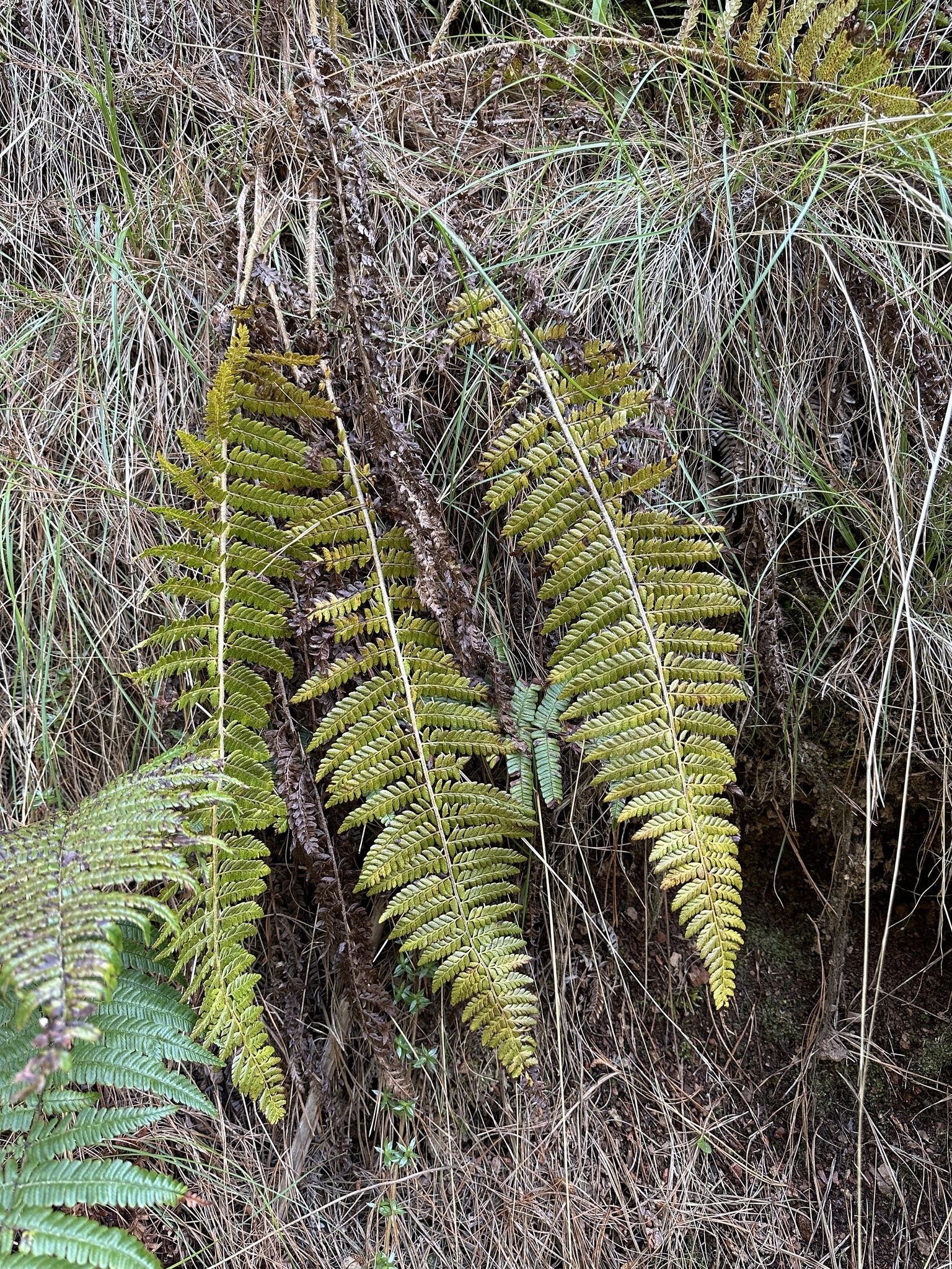 Polystichum bonseyi