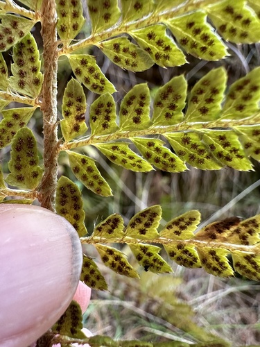 Polystichum bonseyi