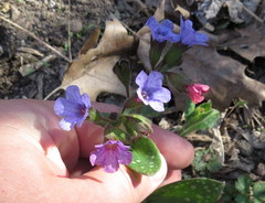Pulmonaria saccharata