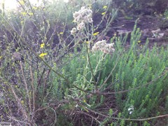 Pseudognaphalium undulatum