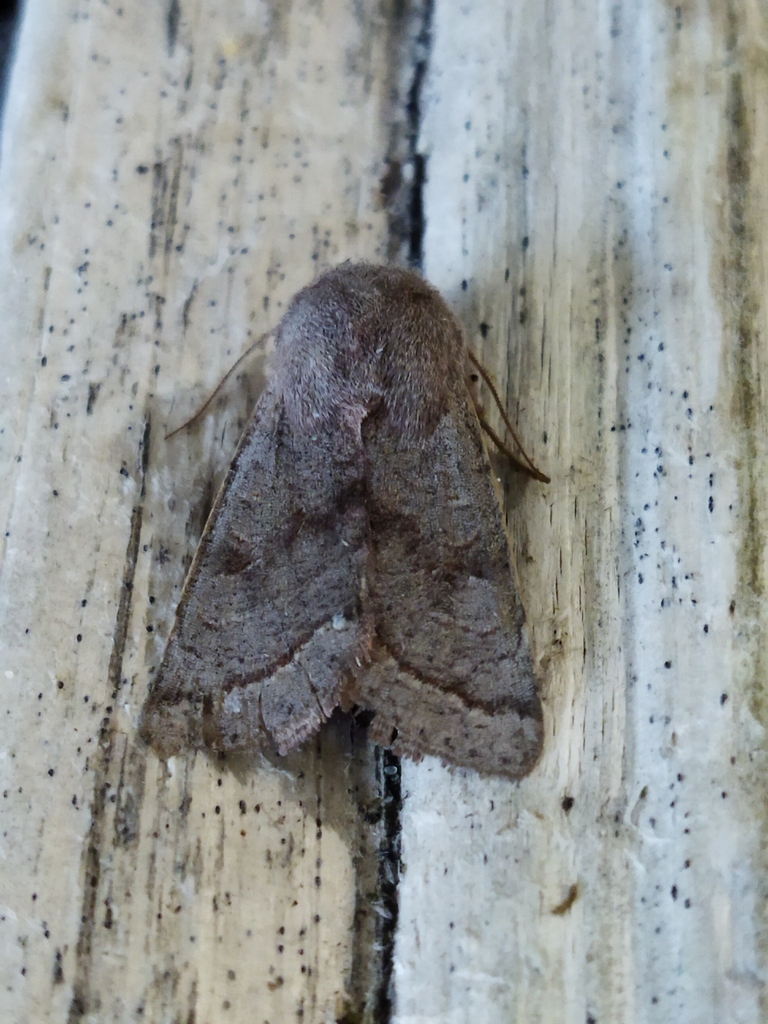 Northern Drab