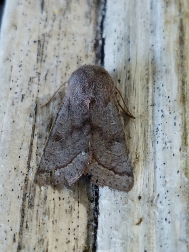 Northern Drab