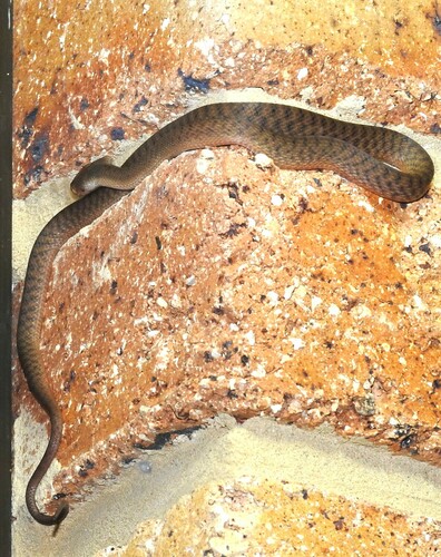 Brown Tree Snake sighting