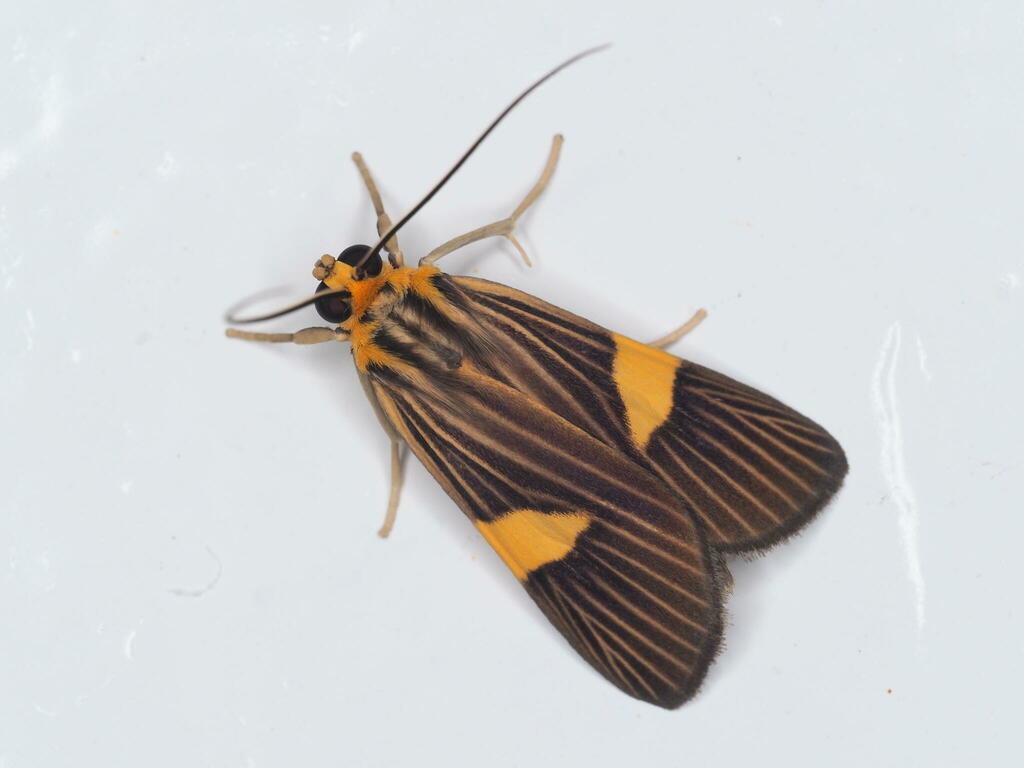 Cleptophasia scissa