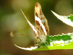 Adelpha fessonia