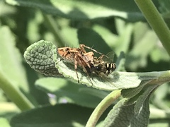 Oxyopes scalaris