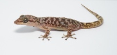 Guerreran Leaf-Toed Gecko photo 2