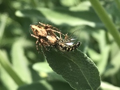 Oxyopes scalaris
