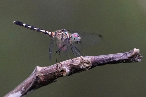 Micrathyria tibialis