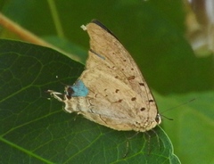Pseudolycaena damo