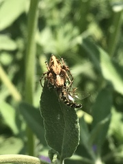 Oxyopes scalaris