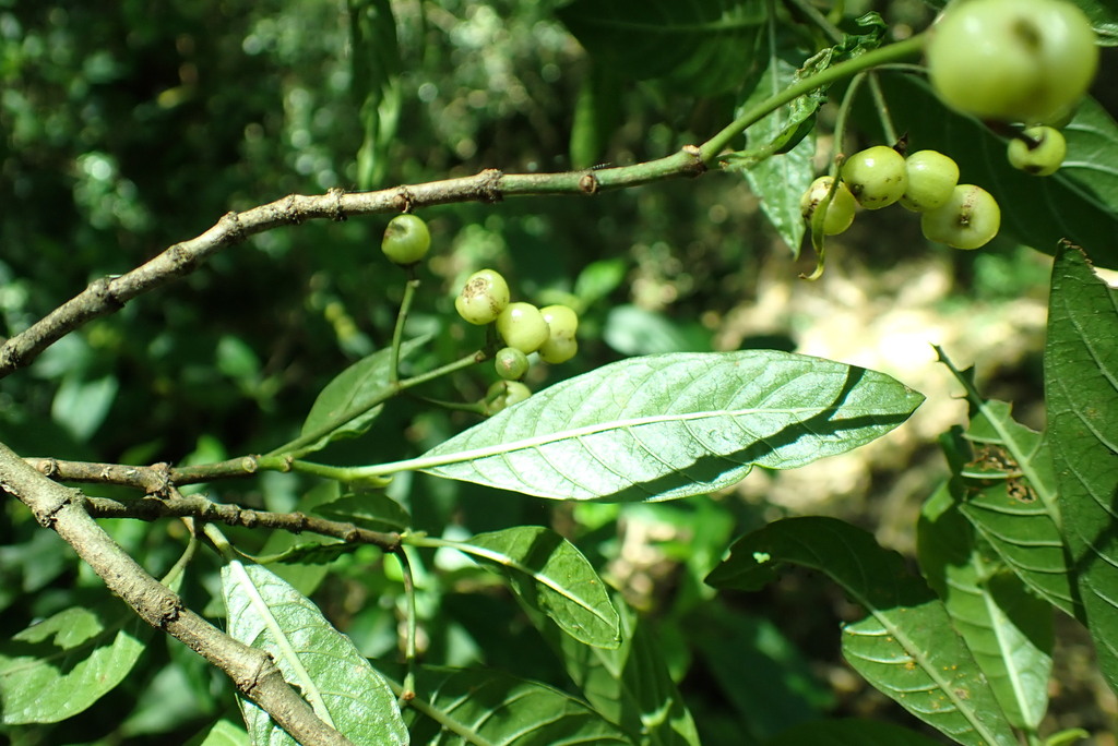 Smooth Psychotria From Brinerville Nsw 2454, Australia On March 14 