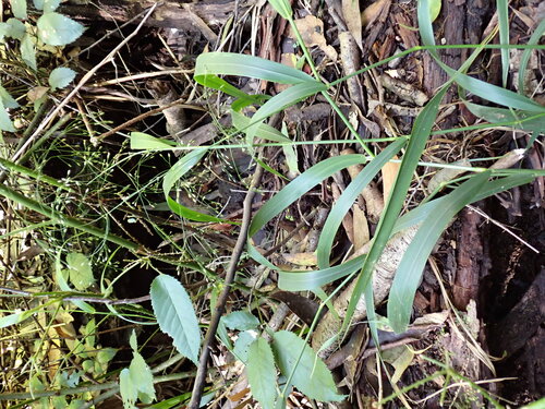 Sylvipoa queenslandica, 2024-03-14