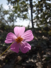 Cosmos crithmifolius