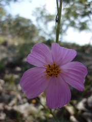 Cosmos crithmifolius