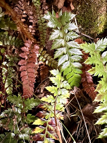 Polystichum neolobatum iNat (2)