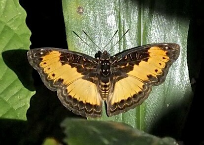 Euptera hirundo