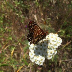 Euphydryas chalcedona