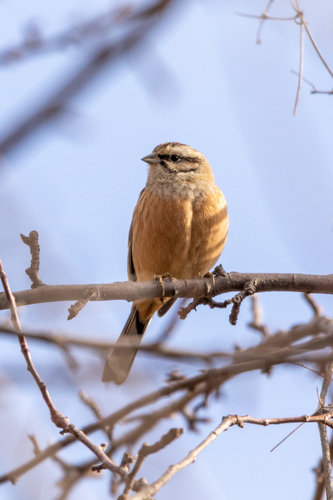 Escribano montesino (Emberiza cia)