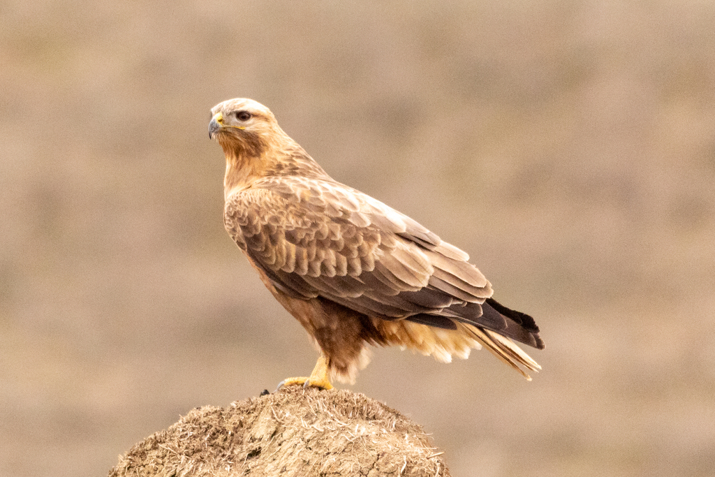 Long-Legged Buzzard