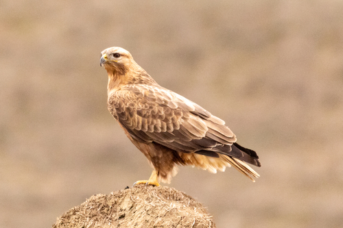 Long-legged Buzzard (Buteo rufinus), photo 1