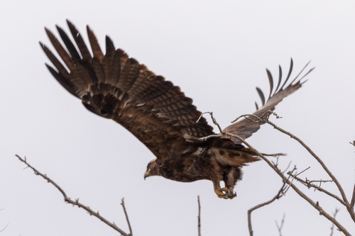 Águila esteparia (Aquila nipalensis)