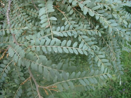 Sophora tetraptera