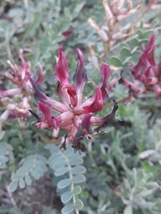 Astragalus brachycarpus