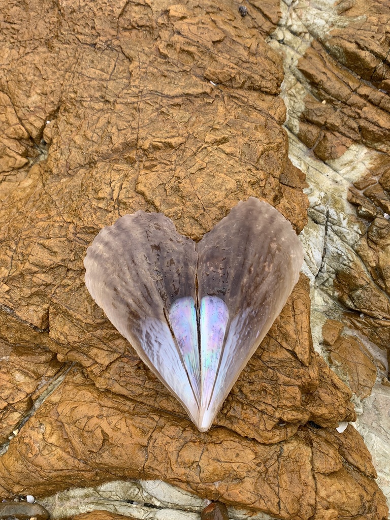 Pinna from Yuraygir National Park, Minnie Water, NSW, AU on March 21 ...