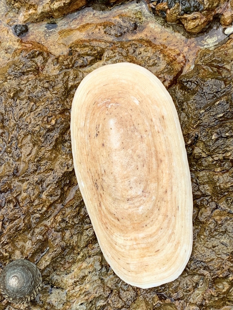 Elephant Snail from Yuraygir National Park, Minnie Water, NSW, AU on ...