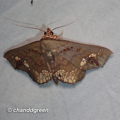 Lopharthrum comprimens