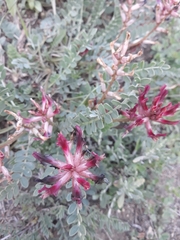 Astragalus brachycarpus